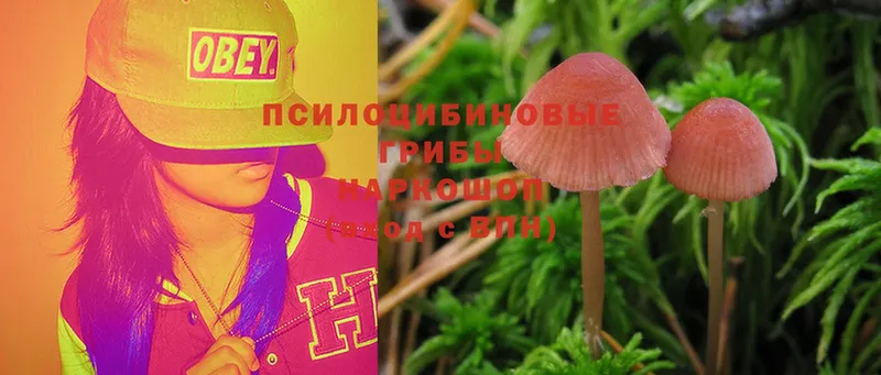 цена наркотик  Новокузнецк  Псилоцибиновые грибы MAGIC MUSHROOMS 